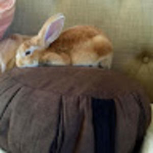 Meet your Posher, Donna